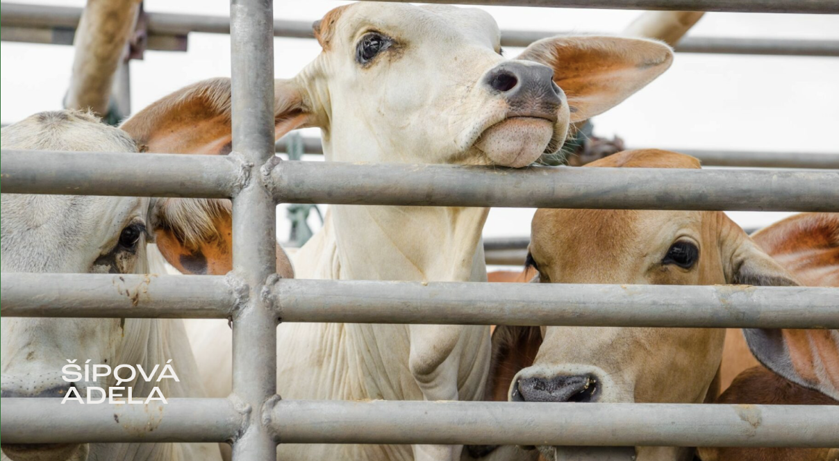 Veterinární zákon Veterinární zákon